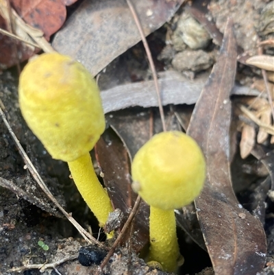 Leucocoprinus birnbaumii (Plantpot Dapperling) at Bonny Hills, NSW - 14 Feb 2025 by pls047