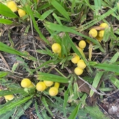 Leucocoprinus birnbaumii at Bonny Hills, NSW - suppressed