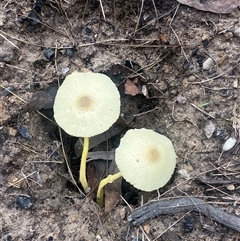 Leucocoprinus birnbaumii at Bonny Hills, NSW - suppressed
