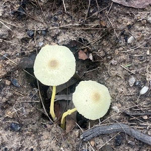 Leucocoprinus birnbaumii at Bonny Hills, NSW - suppressed