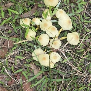 Leucocoprinus birnbaumii at Bonny Hills, NSW - suppressed