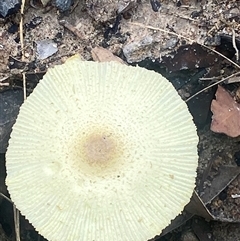 Leucocoprinus birnbaumii at Bonny Hills, NSW - suppressed