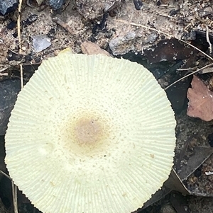 Leucocoprinus birnbaumii at Bonny Hills, NSW - suppressed