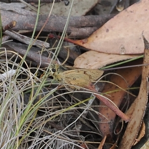 Trapezites eliena at Cotter River, ACT - 12 Feb 2025 03:02 PM