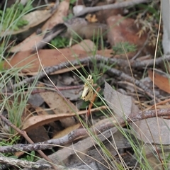 Trapezites eliena at Cotter River, ACT - 12 Feb 2025 03:02 PM