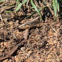 Phaulacridium vittatum (Wingless Grasshopper) at Throsby, ACT - 15 Feb 2025 by chriselidie