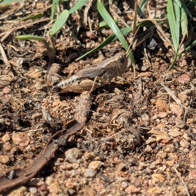 Phaulacridium vittatum (Wingless Grasshopper) at Throsby, ACT - Today by chriselidie