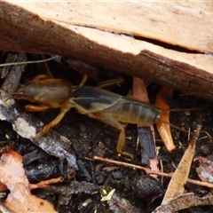 Gryllotalpa sp. (genus) at Mount Stuart, TAS - 15 Feb 2025 by VanessaC