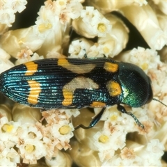 Castiarina flavopicta (Flavopicta jewel beetle) at Thredbo, NSW - 15 Feb 2025 by jb2602