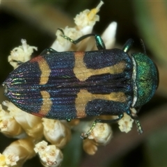 Castiarina flavoviridis (A jewel beetle) at Thredbo, NSW - 15 Feb 2025 by jb2602