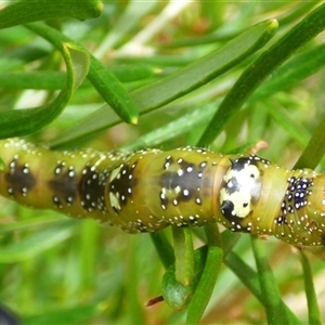 Oenochroma vinaria at Mount Stuart, TAS - suppressed