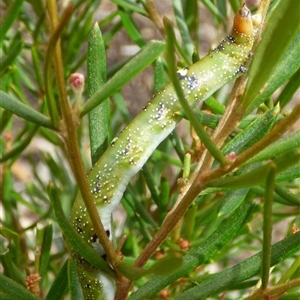 Oenochroma vinaria at Mount Stuart, TAS - suppressed