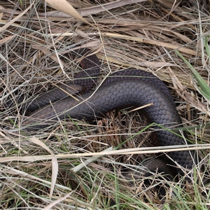 Austrelaps superbus (Lowlands Copperhead) at Riverside, TAS - 15 Feb 2025 by JimL