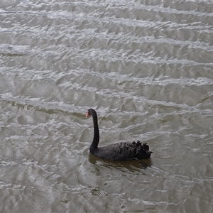 Cygnus atratus (Black Swan) at Riverside, TAS - 15 Feb 2025 by JimL