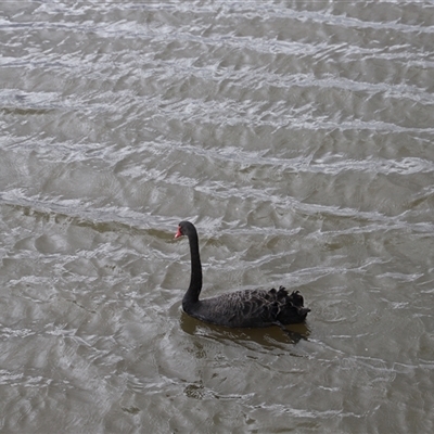 Cygnus atratus (Black Swan) at Riverside, TAS - 15 Feb 2025 by JimL