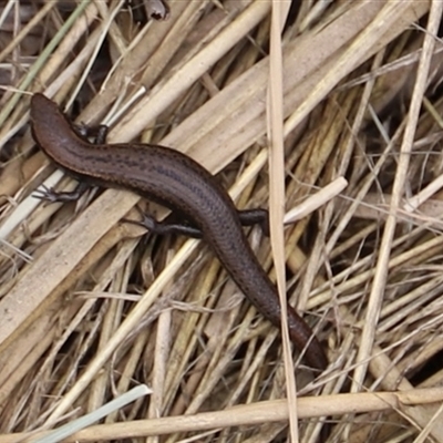 Unidentified Skink at Riverside, TAS - Today by JimL