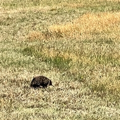 Tachyglossus aculeatus at Dunalley, TAS - Yesterday by JimL