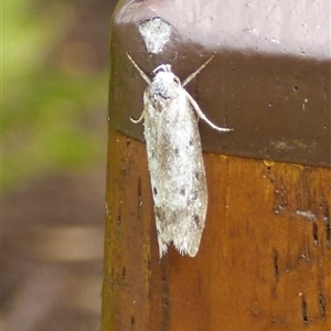 Unidentified Moth (Lepidoptera) by VanessaC