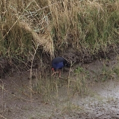 Porphyrio melanotus (Australasian Swamphen) at Riverside, TAS - 15 Feb 2025 by JimL