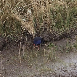 Porphyrio melanotus (Australasian Swamphen) at Riverside, TAS - 15 Feb 2025 by JimL