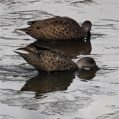 Anas gracilis (Grey Teal) at Riverside, TAS - 15 Feb 2025 by JimL