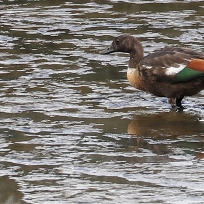 Tadorna tadornoides (Australian Shelduck) at Riverside, TAS - 15 Feb 2025 by JimL