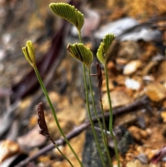 Schizaea bifida (Forked Comb Fern) at Uriarra Village, ACT - Today by Rebeccaryanactgov