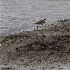 Vanellus miles (Masked Lapwing) at Riverside, TAS - 15 Feb 2025 by JimL