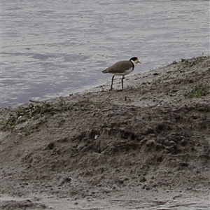 Vanellus miles at Riverside, TAS - 15 Feb 2025 11:41 AM