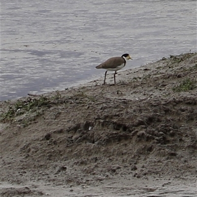 Vanellus miles at Riverside, TAS - Today by JimL