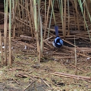 Malurus cyaneus (Superb Fairywren) at Riverside, TAS - 15 Feb 2025 by JimL