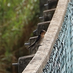 Hirundo neoxena at Riverside, TAS - Today by JimL