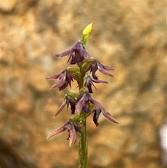 Corunastylis ectopa (Brindabella midge orchid) by Rebeccaryanactgov