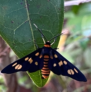 Amata paradelpha at suppressed - suppressed