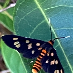 Amata paradelpha at suppressed - suppressed