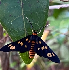 Amata paradelpha at suppressed - suppressed