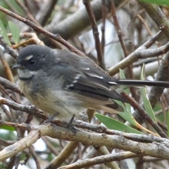 Rhipidura albiscapa (Grey Fantail) at Marion Bay, TAS - 14 Feb 2025 by VanessaC