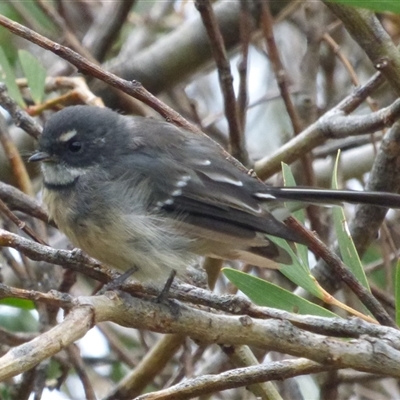 Rhipidura albiscapa (Grey Fantail) at Marion Bay, TAS - 14 Feb 2025 by VanessaC