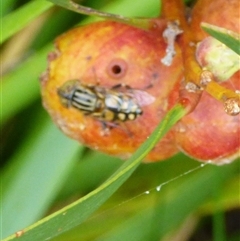 Eristalinus punctulatus (Golden Native Drone Fly) at Marion Bay, TAS - 14 Feb 2025 by VanessaC