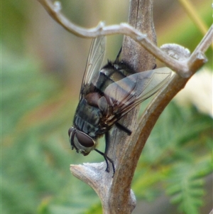 Tachinidae (family) at Marion Bay, TAS - 14 Feb 2025 by VanessaC