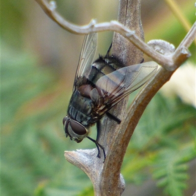 Tachinidae (family) at Marion Bay, TAS - Yesterday by VanessaC