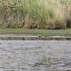 Anarhynchus bicinctus by JimL