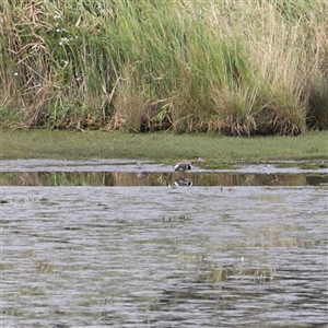 Charadrius melanops at Riverside, TAS - suppressed