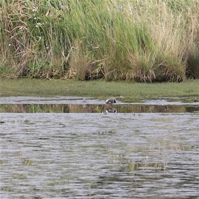 Charadrius melanops (Black-fronted Dotterel) at Riverside, TAS - 15 Feb 2025 by JimL