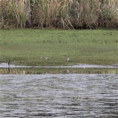 Charadrius melanops at Riverside, TAS - suppressed