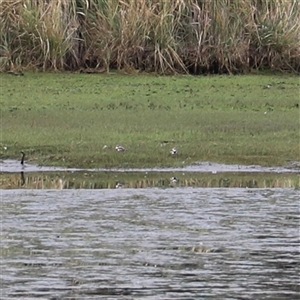 Charadrius melanops at Riverside, TAS - suppressed