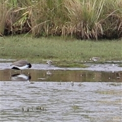 Charadrius melanops at Riverside, TAS - suppressed