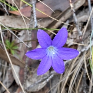 Wahlenbergia gloriosa at Cotter River, ACT - 12 Feb 2025 02:45 PM