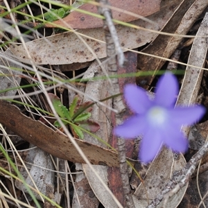 Wahlenbergia gloriosa at Cotter River, ACT - 12 Feb 2025 02:45 PM