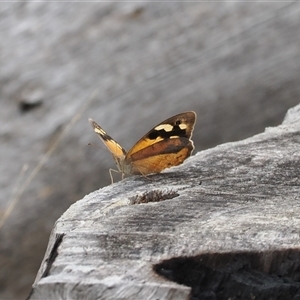 Heteronympha merope at Cotter River, ACT - 12 Feb 2025 03:33 PM